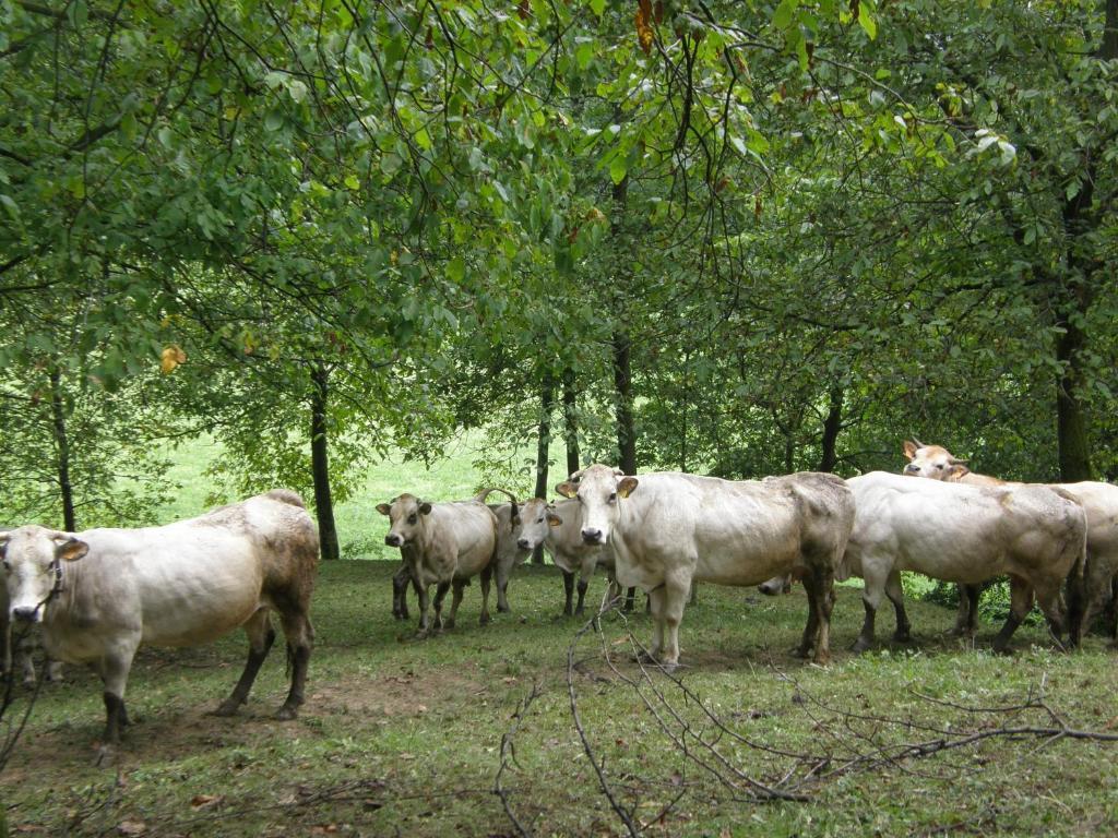 Agriturismo La Meridiana Frabosa Sottana Dış mekan fotoğraf